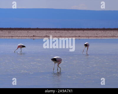 Réflexions d'un flamants répartis à travers le sel Chaxa lagoon au désert d'Atacama au Chili - belle lumière bleu couleurs et ambiance douce Banque D'Images