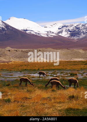 Alimentation vigogne dans une tourbière des zones humides des hautes terres d'Atacama dans les contreforts de la Cordillère des Andes, avec l'arrière-plan de montagnes enneigées Banque D'Images