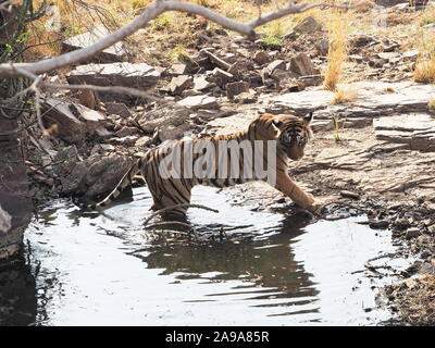 Tiger standing in waterhole, pieds arrière de submergées. L'Inde Ranthambore Banque D'Images