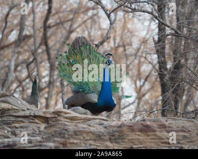 Peacock afficher avec peahen en arrière-plan. L'Inde Ranthambore Banque D'Images
