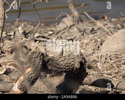 Oedicnème criard indien au bord de l'eau de se cacher derrière une branche tombée. Tête et cou visible qu'il garde un oeil attentif Lookout. Ranthambore, Inde Banque D'Images