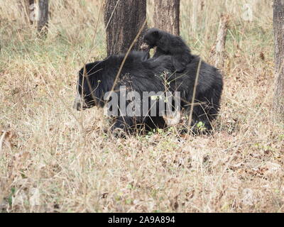 Ours Melursus ursinus mère avec ourson sur son dos Satpura réserver l'Inde Banque D'Images