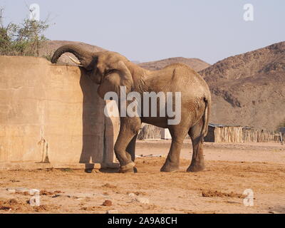 !Doro Nawas Namibie désert juvénile à partir de l'eau potable d'éléphants à l'extérieur du réservoir pour le village d'y placer les éléphants n'approchez pas de la maisons Banque D'Images