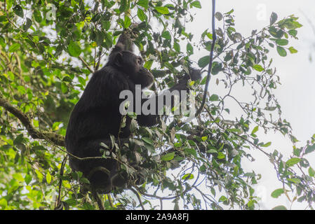 Un chimpanzé est l'escalade dans un arbre Banque D'Images