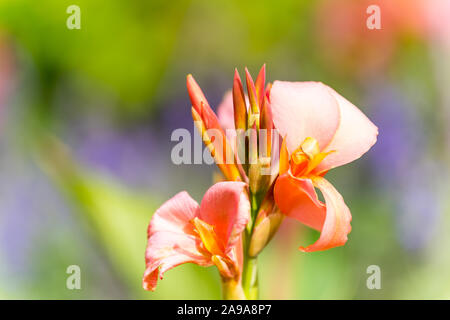 Canna indica, communément connu sous le nom de Indian shot, africaine, l'arrowroot canna comestible, violet d'arrow-root, la Sierra Leone, d'arrow-root est une espèce végétale de la fami Banque D'Images