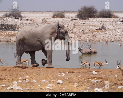 Voir l'eau à Ongava en Namibie avec l'éléphant au premier plan, oryx et springbok dans l'eau Banque D'Images