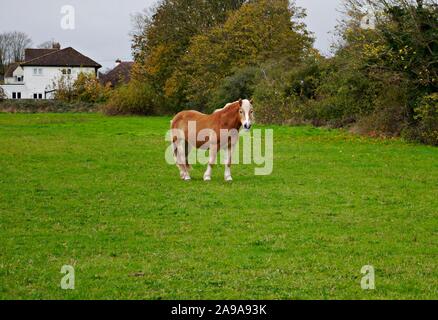 Un cheval Haflinger également connu sous le nom de l'Avelignese debout dans un champ à Surrey, UK Banque D'Images