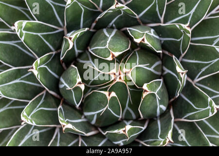 Agave victoriae-reginae Queen Victoria plantes du désert Banque D'Images