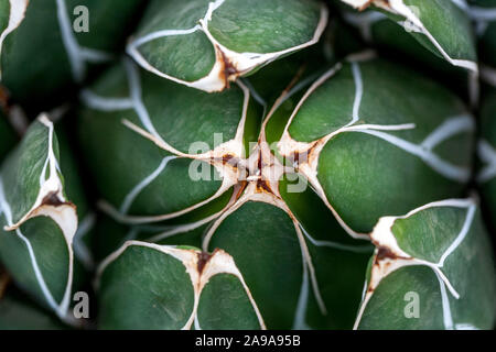 Agave victoriae-reginae Queen Victoria plantes du désert Banque D'Images