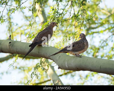 La Tourterelle sur green tree branch - belle image avec les oiseaux à l'un l'autre et grand flou sur les branches derrière Banque D'Images