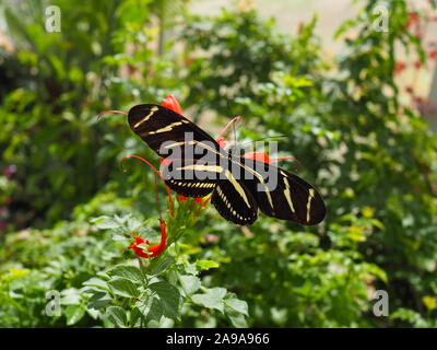 Zebra Longwing les ailes de papillon open top - grand angle sur ce beau papillon Banque D'Images