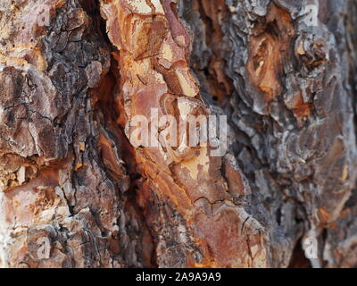 L'écorce des arbres de pin ponderosa détail montrant l'épaisseur de l'écorce comme un garde contre les incendies - grand et coloré résumé ou image d'arrière-plan Banque D'Images