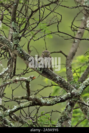 Owl Chevêchettes péruvienne (Glaucidium peruanum) adulte perché sur l'Équateur, direction générale de Catamayo Février Banque D'Images