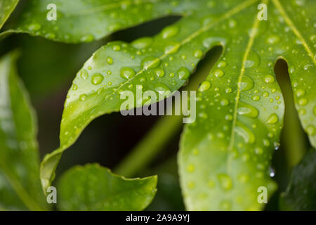 Close-up de l'usine de papier japonais, Fatsia japonica, les feuilles dans la pluie Banque D'Images