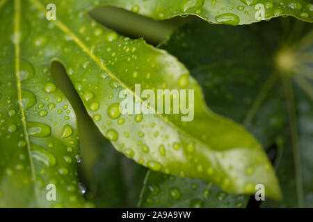 Close-up de l'usine de papier japonais, Fatsia japonica, les feuilles dans la pluie Banque D'Images