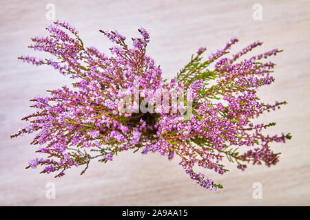 Bush floraison de bruyère commune ou Calluna vulgaris avec fleurs violettes, vue du dessus sur fond de planches de chêne blanc. Banque D'Images