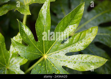 Close-up de l'usine de papier japonais, Fatsia japonica, les feuilles dans la pluie Banque D'Images