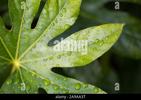 Close-up de l'usine de papier japonais, Fatsia japonica, les feuilles dans la pluie Banque D'Images