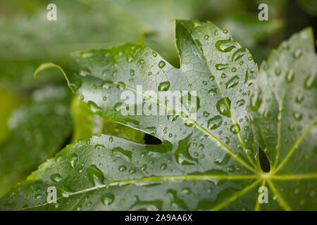 Close-up de l'usine de papier japonais, Fatsia japonica, les feuilles dans la pluie Banque D'Images