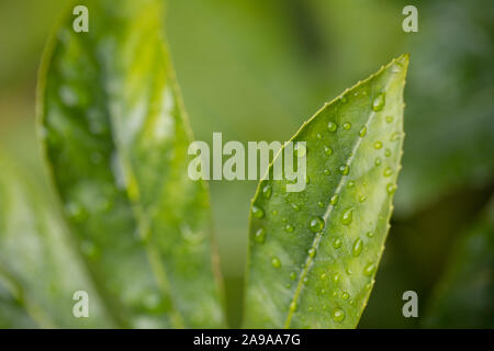 Close-up de l'usine de papier japonais, Fatsia japonica, les feuilles dans la pluie Banque D'Images