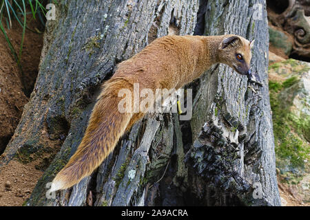 Suricato regarde sur un tronc d'arbre Banque D'Images