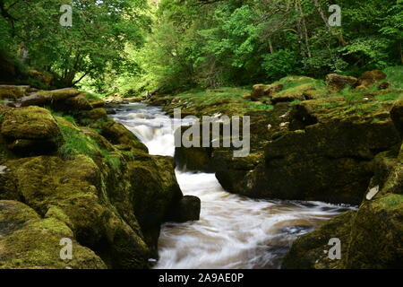 La SRCFA au printemps, rivière Wharfe, Bolton Abbey Banque D'Images
