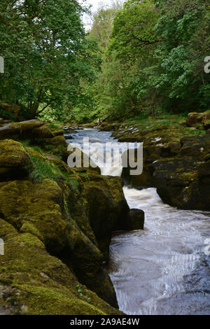 La SRCFA au printemps , rivière Wharfe, Bolton Abbey Banque D'Images