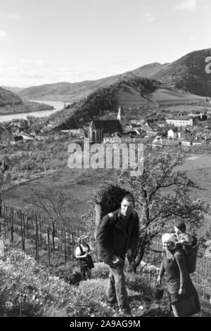 La vigne au printemps dans la vallée de la Wachau en Autriche, l'Allemagne des années 1930. Banque D'Images