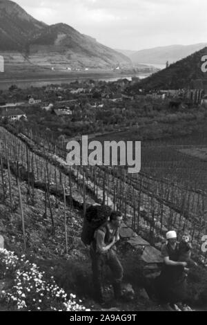 La vigne au printemps dans la vallée de la Wachau en Autriche, l'Allemagne des années 1930. Banque D'Images