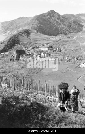 La vigne au printemps dans la vallée de la Wachau en Autriche, l'Allemagne des années 1930. Banque D'Images