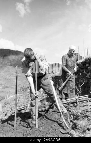 La vigne au printemps dans la vallée de la Wachau en Autriche, l'Allemagne des années 1930. Banque D'Images