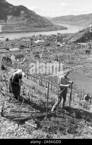 La vigne au printemps dans la vallée de la Wachau en Autriche, l'Allemagne des années 1930. Banque D'Images