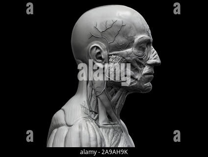 L'anatomie du corps humain - anatomie musculaire du visage du cou et de la poitrine , medical image référence de l'anatomie humaine en contexte de rendu réaliste 3D Banque D'Images