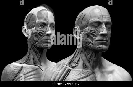 Corps humain anatomie de l'homme et la femme , l'arrière-plan de l'anatomie musculaire la structure du visage cou poitrine et l'épaule ,le rendu 3D réaliste wallpaper Banque D'Images