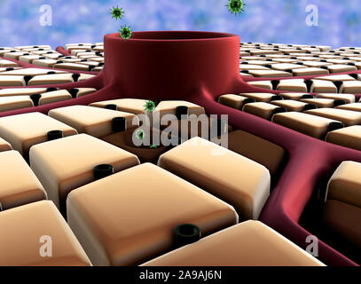 Structure du foie, attaque de virus le foie, le système immunitaire humain, surface du foie, les cellules du foie, maladie du foie, du foie, de structure Banque D'Images