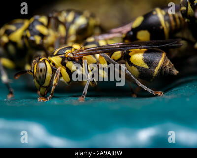 La macro photographie de guêpe sur marbre Turquoise Banque D'Images