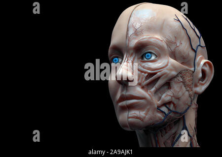 Tête isolé anatomie d'une femme - muscle anatomie de la face , medical image référence de l'anatomie humaine en rendu 3D réaliste Banque D'Images