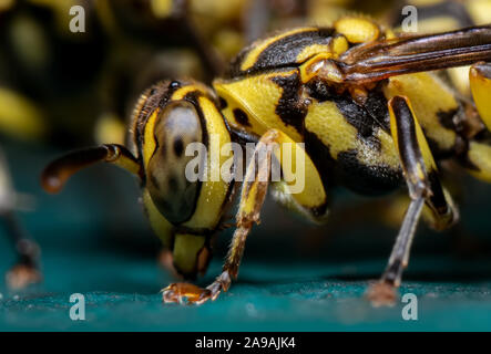 La macro photographie de guêpe sur marbre Turquoise Banque D'Images