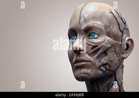 Tête isolé anatomie d'une femme - muscle anatomie de la face , medical image référence de l'anatomie humaine en rendu 3D réaliste Banque D'Images