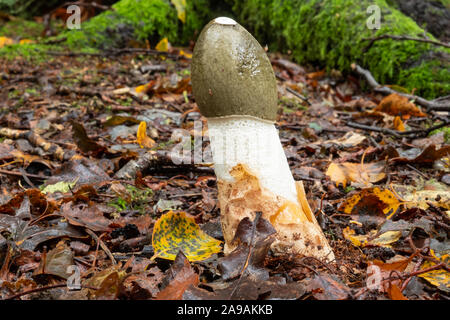 Phalle impudique Phallus impudicus, champignons, bois en Colombie Britannique Banque D'Images