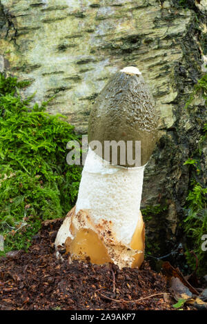 Phalle impudique Phallus impudicus, champignons, bois en Colombie Britannique Banque D'Images