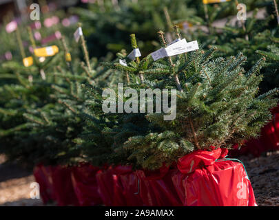 München, Allemagne. 14Th Nov, 2019. Sapins en pots sont mis en vente dans les locaux de l'Werderaner Tannenhof dans le district de Niemegk. L'arbre de noël saison en Brandebourg a commencé. Credit : Monika Skolimowska/dpa-Zentralbild/dpa/Alamy Live News Banque D'Images