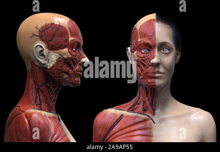 Corps humain anatomie d'une femme d'une structure musculaire, femelle vue de face Vue de côté et vue en perspective, 3D render Banque D'Images