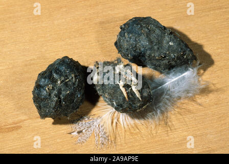 Effraie des clochers (Tyto alba). Granulés régurgité.le crâne et les os de la mâchoire inférieure d'une musaraigne en appui sur le milieu pellet. Banque D'Images