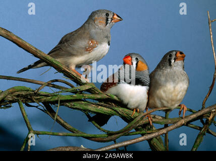 Diamants mandarins Poephila guttata mâle adulte père au centre, mâle juvénile à gauche et la fille sur la droite. Banque D'Images