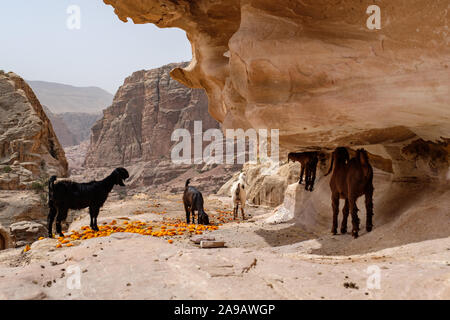 Les chèvres mangent des oranges sur une montagne à Petra, Jordanie Banque D'Images