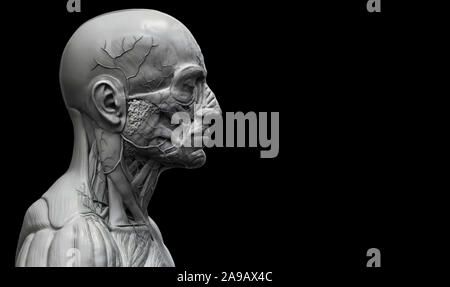 Les muscles de l'anatomie du corps humain structure d'un homme, vue de face Vue de côté et la perspective , fond rendu 3D Banque D'Images