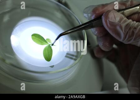 Dans le laboratoire de recherche de l'usine Banque D'Images