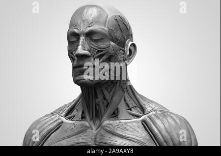 Les muscles de l'anatomie du corps humain structure d'un homme, vue de face Vue de côté et la perspective , fond rendu 3D Banque D'Images