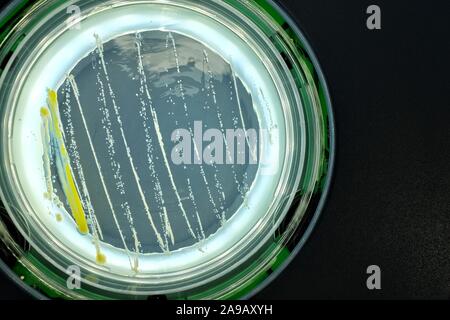 Des bactéries sur la surface d'agar Banque D'Images